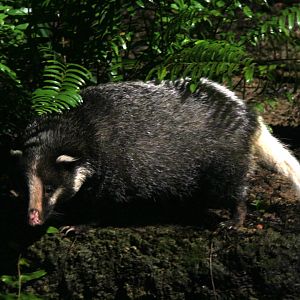 hog badger (Arctonyx collaris) ssp ID?