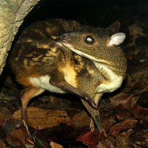 yellow-striped chevrotain (Moschiola kathygre)