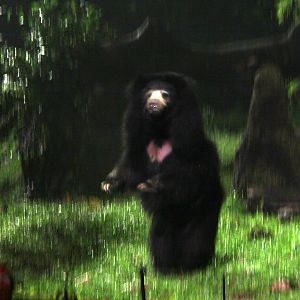 sloth bear (Melursus ursinus)