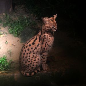 serval (Leptailurus serval)