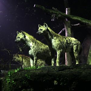 spotted hyena (Crocuta crocuta)