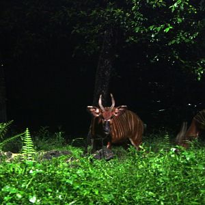 bongo (Tragelaphus eurycerus)