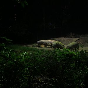 Sulawesi babirusa (Babyrousa celebensis)