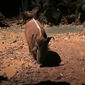 red river hog (Potamochoerus porcus)