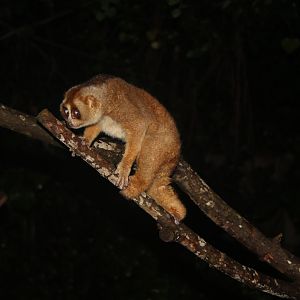 Sunda slow loris (Nycticebus coucang)