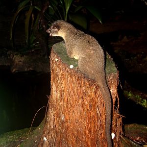 small-toothed palm civet (Arctogalidia trivirgata), also known as the three-striped palm civet