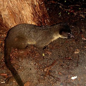 small-toothed palm civet (Arctogalidia trivirgata), also known as the three-striped palm civet