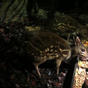 yellow-striped chevrotain (Moschiola kathygre)