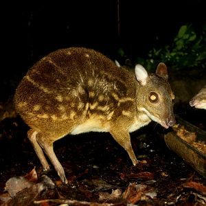 yellow-striped chevrotain (Moschiola kathygre)