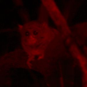 spectral tarsier (Tarsius spectrum)