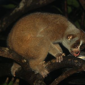 Sunda slow loris (Nycticebus coucang)
