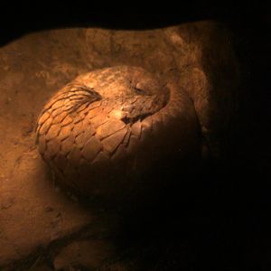 Sunda pangolin (Manis javanica)