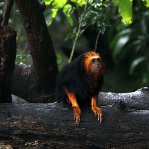 golden-headed lion tamarin (Leontopithecus chrysomelas)