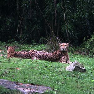 Cheetah (Acinonyx jubatus)