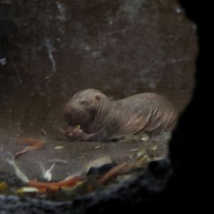 naked mole-rat (Heterocephalus glaber)