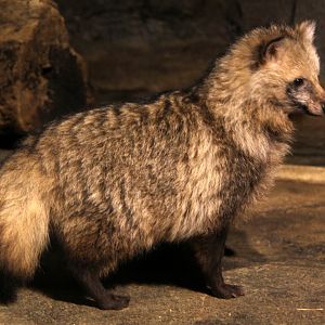 Japanese raccoon dog (Nyctereutes procyonoides viverrinus)