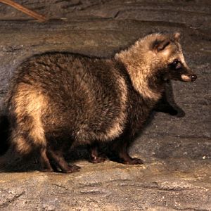 Japanese raccoon dog (Nyctereutes procyonoides viverrinus)