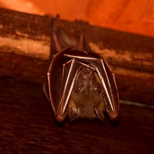 lesser short-nosed fruit bat (Cynopterus brachyotis)
