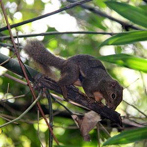 plantain squirrel (Callosciurus notatus)