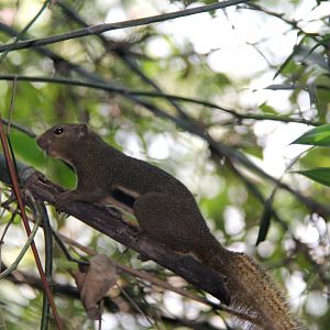 plantain squirrel (Callosciurus notatus)