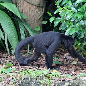 brown-headed spider monkey (Ateles fusciceps fusciceps)