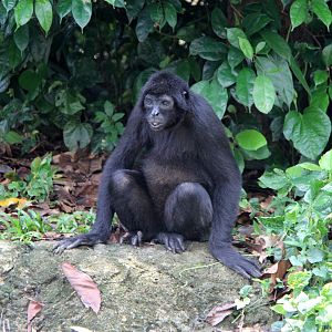 brown-headed spider monkey (Ateles fusciceps fusciceps)