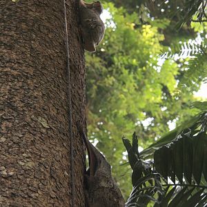 Malayan colugo or Sunda flying lemur (Galeopterus variegatus)