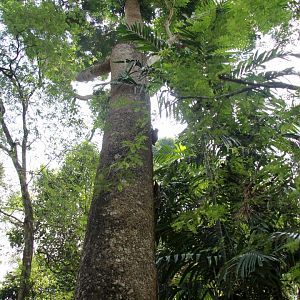Malayan colugo or Sunda flying lemur (Galeopterus variegatus)