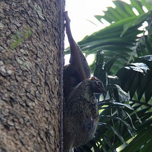 Malayan colugo or Sunda flying lemur (Galeopterus variegatus)