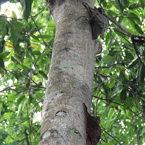 Malayan colugo or Sunda flying lemur (Galeopterus variegatus)