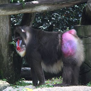 mandrill (Mandrillus sphinx)