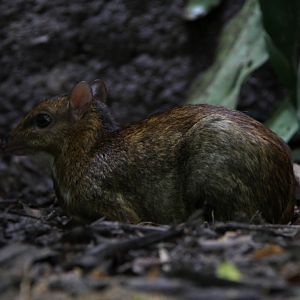 lesser mousedeer (Tragulus kanchil)