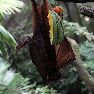 large flying fox (Pteropus vampyrus)