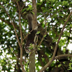 Finlayson's squirrel or variable squirrel (Callosciurus finlaysonii)