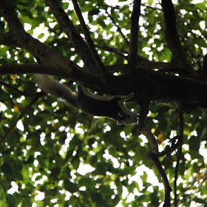 Finlayson's squirrel or variable squirrel (Callosciurus finlaysonii)