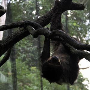 Linnaeus's two-toed sloth (Choloepus didactylus)