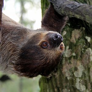 Linnaeus's two-toed sloth (Choloepus didactylus)
