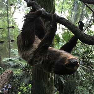 Linnaeus's two-toed sloth (Choloepus didactylus)