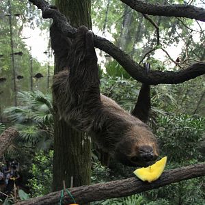 Linnaeus's two-toed sloth (Choloepus didactylus)