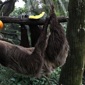 Linnaeus's two-toed sloth (Choloepus didactylus)