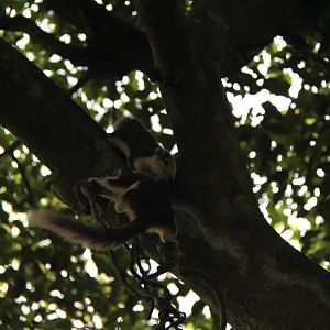 Finlayson's squirrel or variable squirrel (Callosciurus finlaysonii) ssp ID?