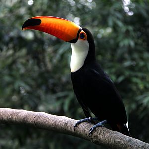 Toucan