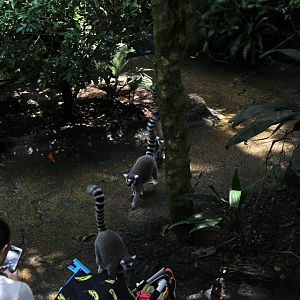 ring-tailed lemur (Lemur catta)