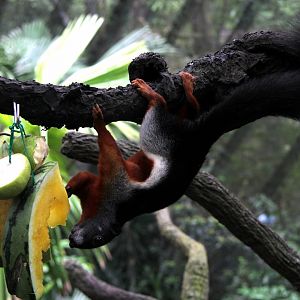 Prevost's squirrel (Callosciurus prevostii) ssp ID?