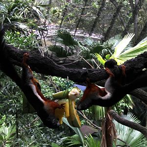 Prevost's squirrel (Callosciurus prevostii) ssp ID?