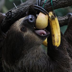 Linnaeus's two-toed sloth (Choloepus didactylus)