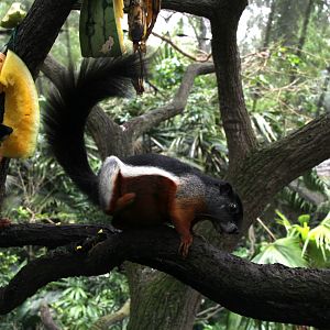 Prevost's squirrel (Callosciurus prevostii) ssp ID?