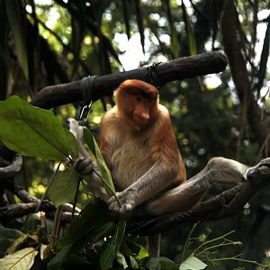 proboscis monkey (Nasalis larvatus)