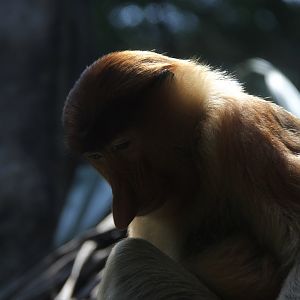 proboscis monkey (Nasalis larvatus)