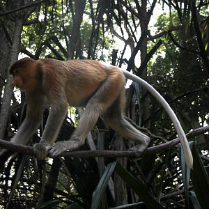 proboscis monkey (Nasalis larvatus)